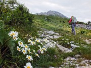 11 Margherite con vista in Arera